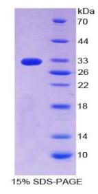 SDS-PAGE (CD55-694H).jpg
